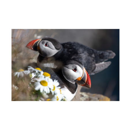 Pierre Leclerc 'Puffins Portrait' Canvas Art,16x24